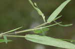 Softleaf rosette grass